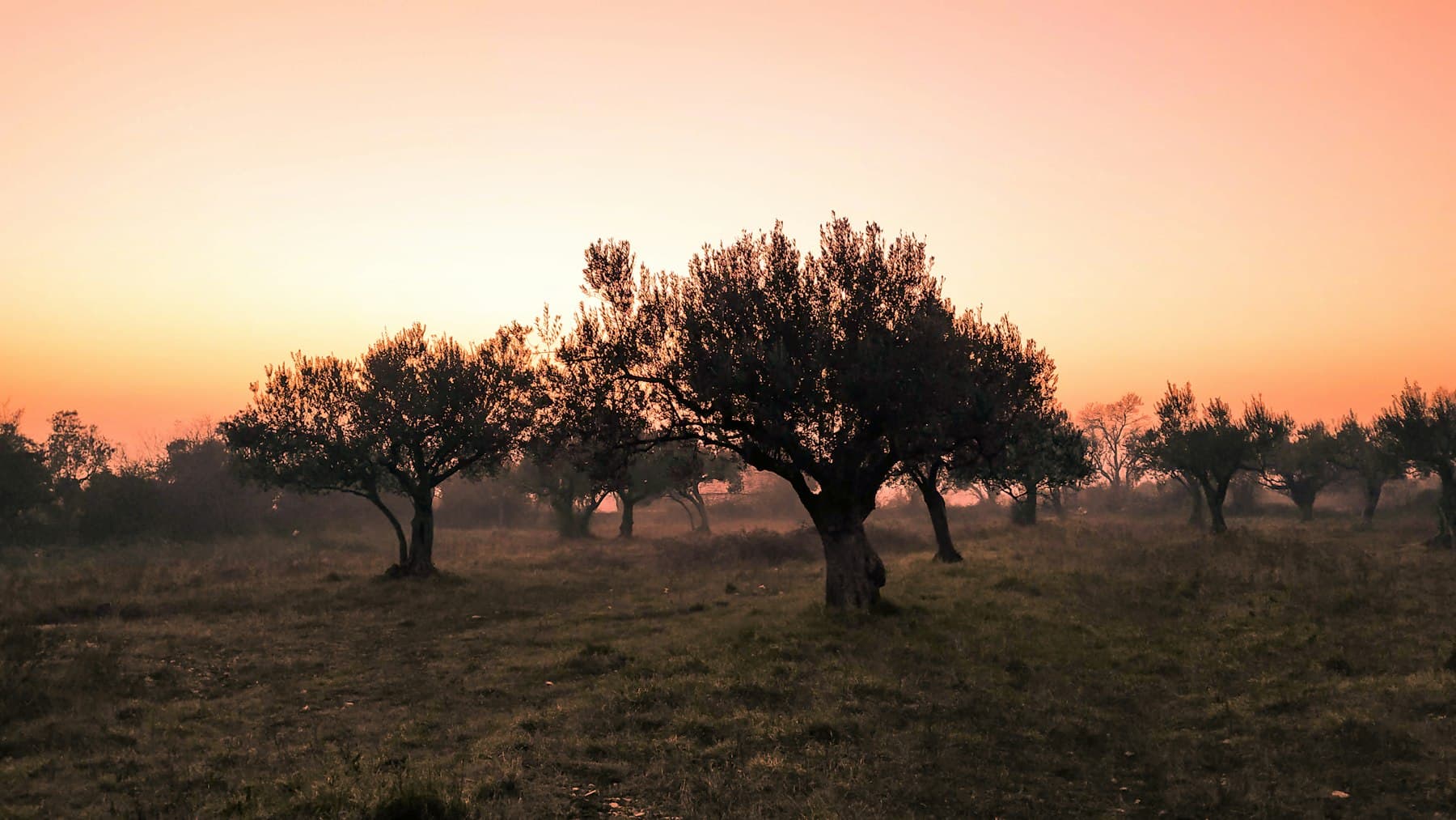Olive trees in the haze, shortly after sunrise